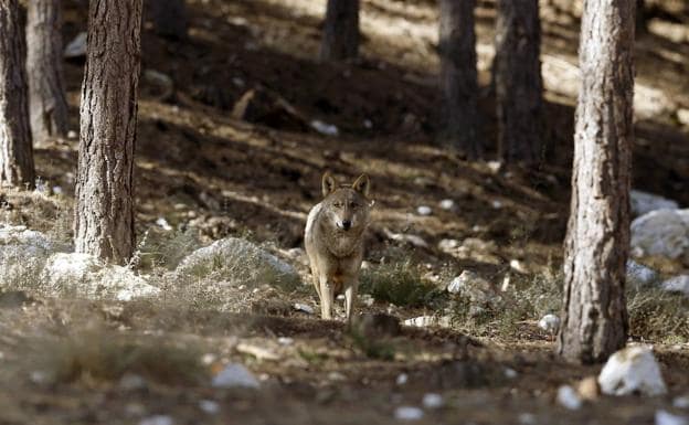El PP pide al Congreso que vuelva a autorizar la caza de lobos