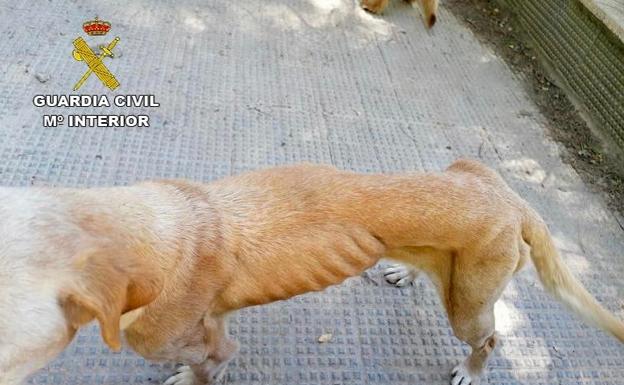 Salvan de morir de hambre a dos perros abandonados por su dueño
