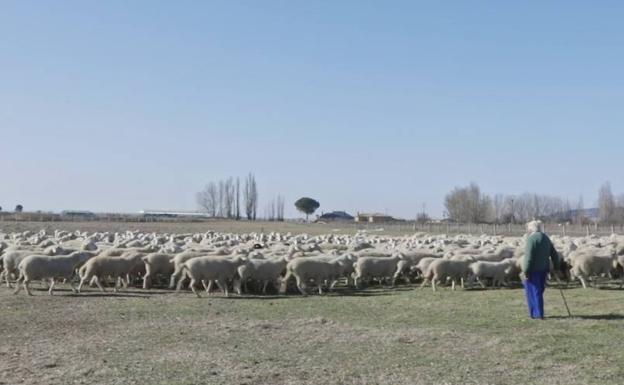 La Filmoteca de Castilla y León acoge el estreno del documental 'El arte de los pastores'