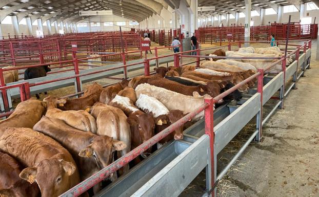 Salamanca comienza a cotizar el trigo y aplica nuevas bajadas a cebada y maíz