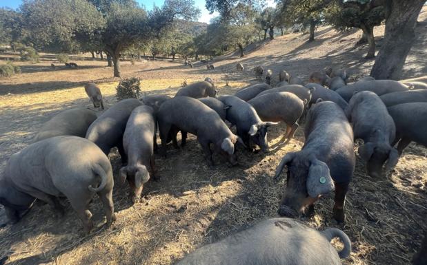 El I Congreso de Sanidad y Bienestar Animal prestará especial atención a la zoonosis y las enfermedades emergentes