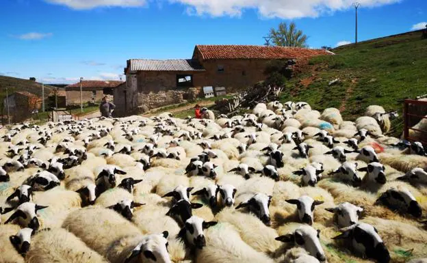 Los ganaderos se muestran «muy preocupados» por el regreso de la viruela ovina a España