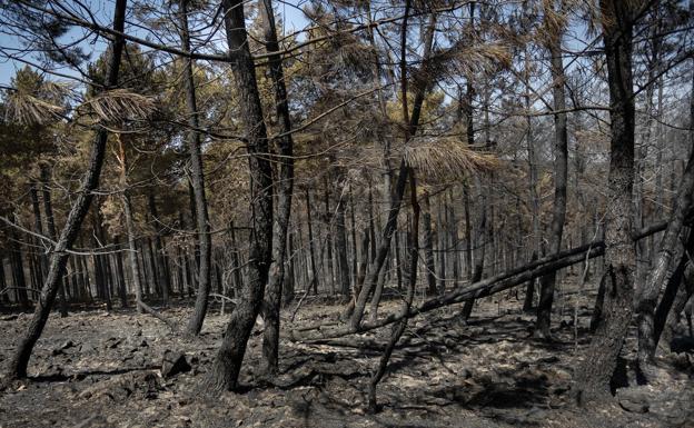 Autorizada la corta de madera quemada de los incendios del verano en Salamanca
