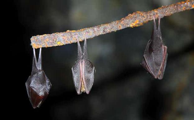 Khosta-2: descubierto en Rusia un nuevo y preocupante coronavirus