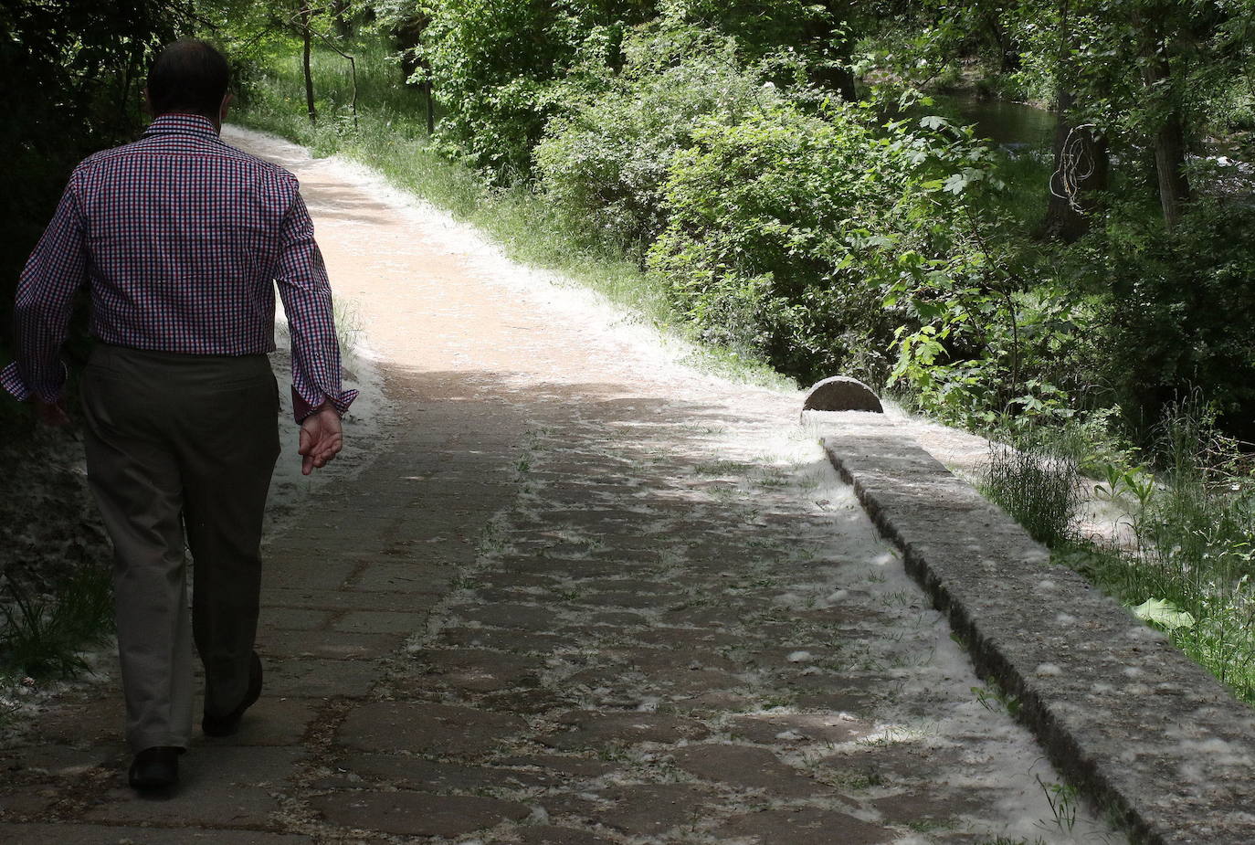 El polen ya tiene incidencia en Salamanca