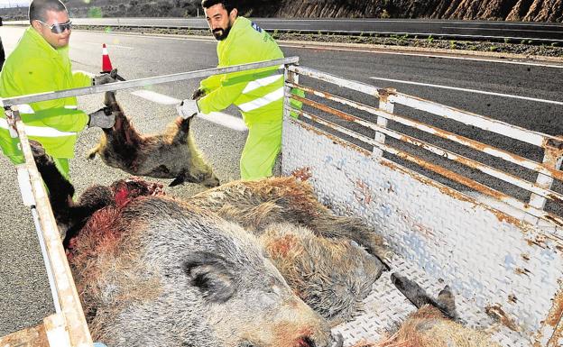 Los jabalís provocan casi un accidente al día en las carreteras salmantinas