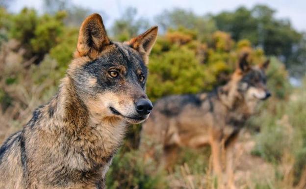 Castilla y León y Galicia llevarán las «negativas» políticas del Gobierno sobre el lobo