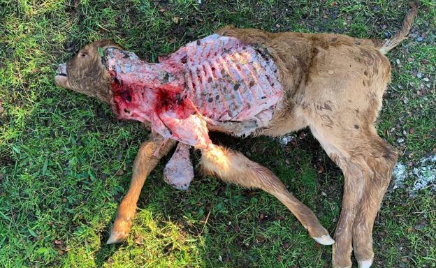 El ataque de un lobo deja un ternero muerto en un municipio de Salamanca