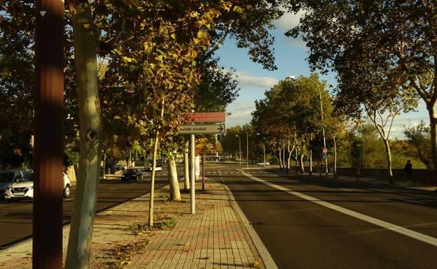 Más denuncias por la eliminación del arbolado en San Vicente para «incrustar» un carril bici