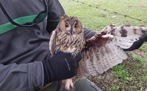 Sacrifican un ejemplar de búho chico tras quedar atrapado en un alambre en Guijuelo