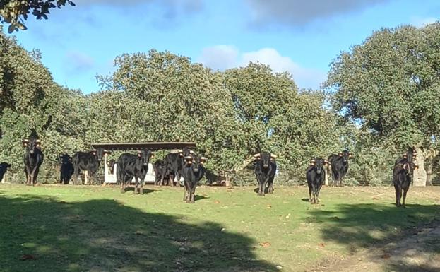 La predicción del tentadero