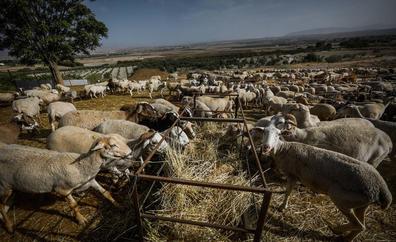 Detenido en Salamanca por estafar 20.000 euros en la compra de 223 ovejas