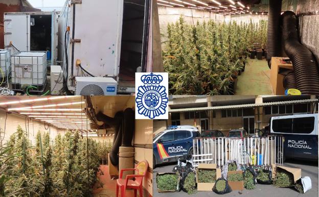 La Policía Nacional de Salamanca desmantela una plantación de marihuana indoor