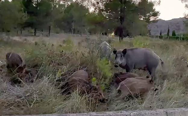 Herida tras ser atacada por un jabalí en el monte en Béjar