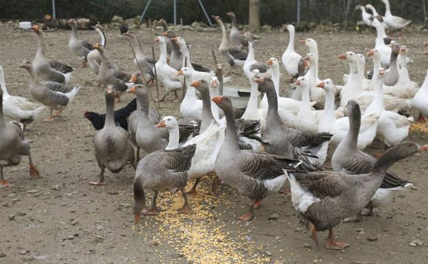 Declarado un foco de gripe aviar en La Cistérniga