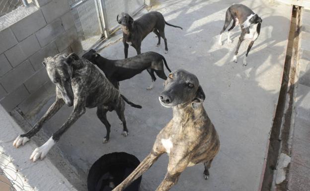 Concentración en Salamanca por la inclusión de los perros de caza en la nueva ley