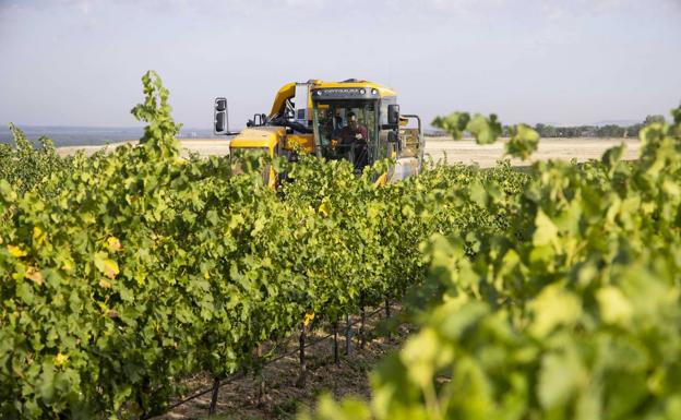 Asaja pide a la Consejería que tramite la cosecha en verde para Rueda