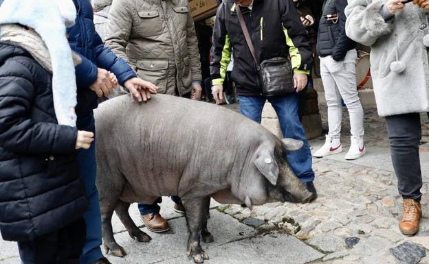La Alberca celebra el marrano de San Antón con una ilustre invitada