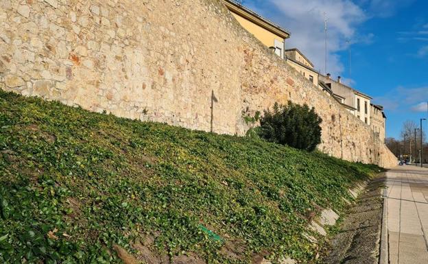 Mejora para las zonas ajardinadas del Paseo de San Gregorio