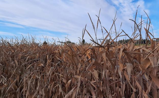 León todavía tiene pendiente de recolectar 15.000 hectáreas de maíz