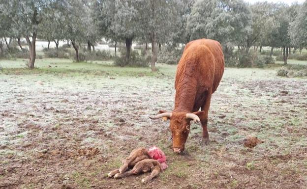 Alertan sobre la muerte de un ternero en Topas a causa del lobo