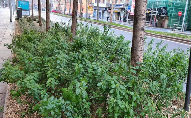 Mejora del ajardinamiento de los parterres de la Avenida de Portugal
