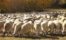 Inmovilizado el ganado ovino de Castilla-La Mancha por la viruela
