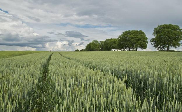 La superficie de cultivos en España se mantuvo estable en 2022