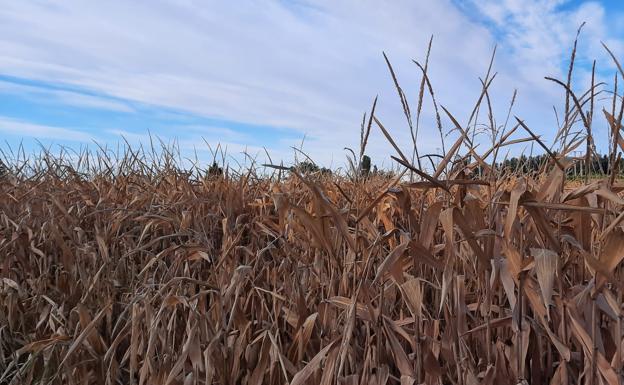 La lonja de León deja de cotizar el maíz destino secadero