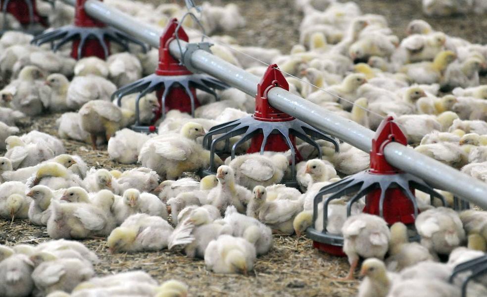 86 granjas de pollos echan el cierre en Castilla y León