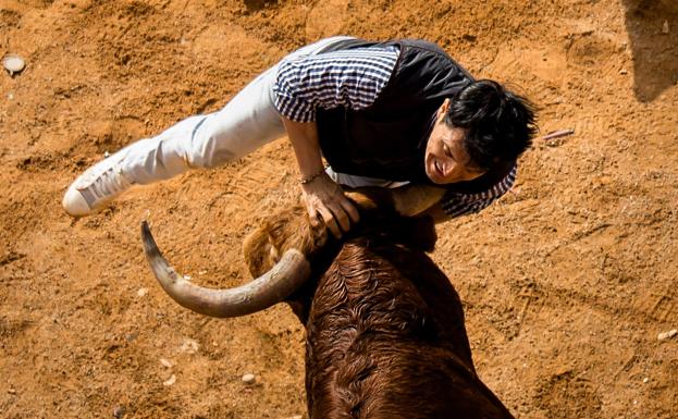 Tres heridos tras colarse el toro en un burladero durante la capea nocturna de Ciudad Rodrigo