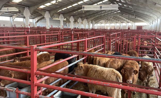 Repunte del trigo y fuerte subida de los lechones en la lonja de Salamanca