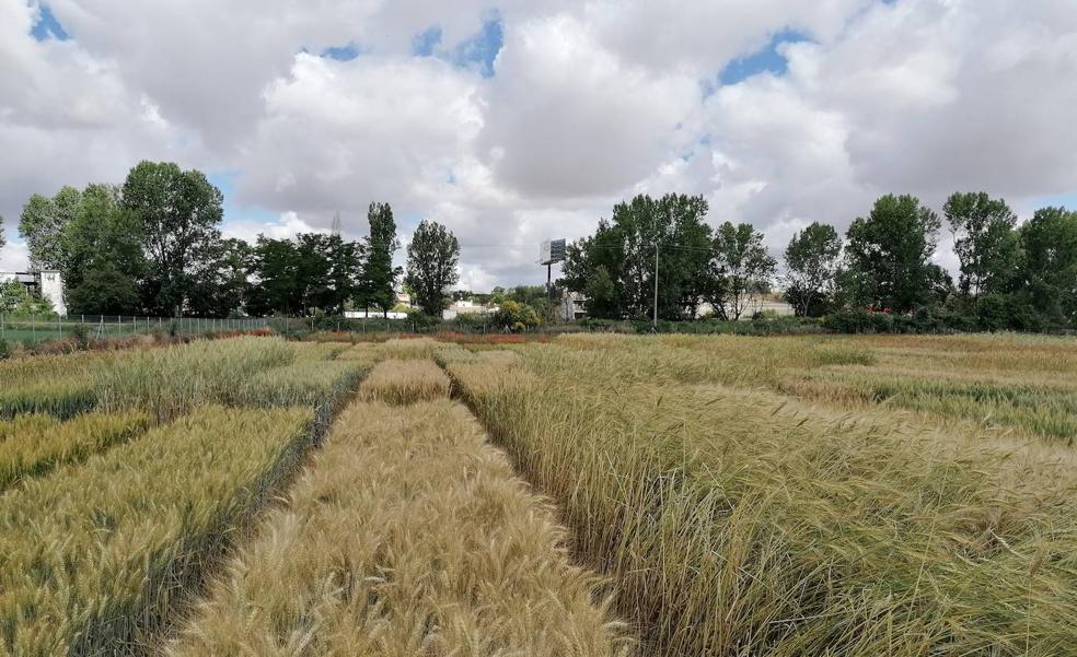 Itacyl busca entre 28 tipos de trigo ecológico los más idóneos para aportar valor añadido