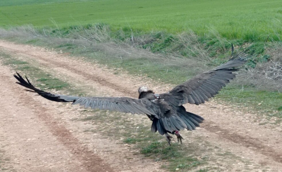 Salamanca, tercera provincia con más muertes de aves por envenenamiento en el último registro