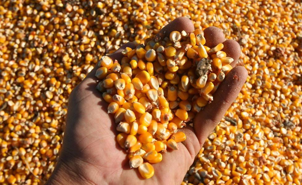 Zamora también aplica una fuerte bajada a los cereales