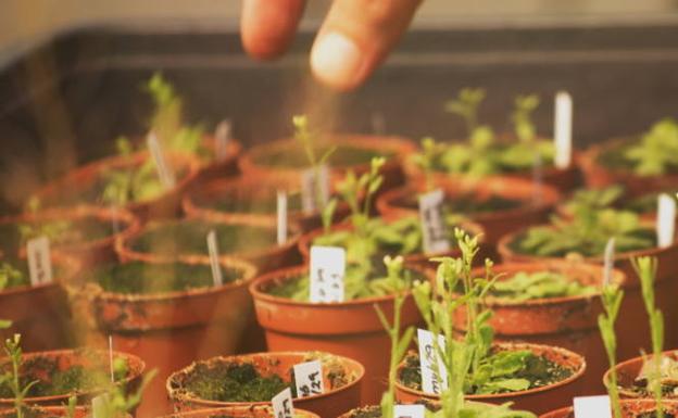 El IRNASA-CSIC participa en FITONET, la red social de la biodiversidad vegetal