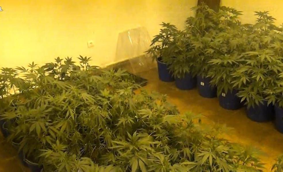 Confirman la pena para los responsables de una asociación que cultivaba marihuana en Salamanca