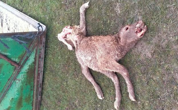 Denuncian los repetidos ataques de buitres en un municipio de Salamanca