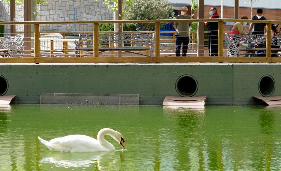 Regresan los patos a La Alamedilla tras superar el brote de gripe aviar