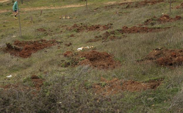 Avalancha de críticas a la «renaturalización artificial» de la ciudad por parte del Ayuntamiento