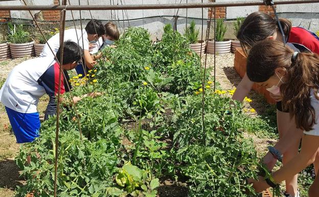 Patios verdes y con huertos: un valor en alza en las familias al elegir colegio